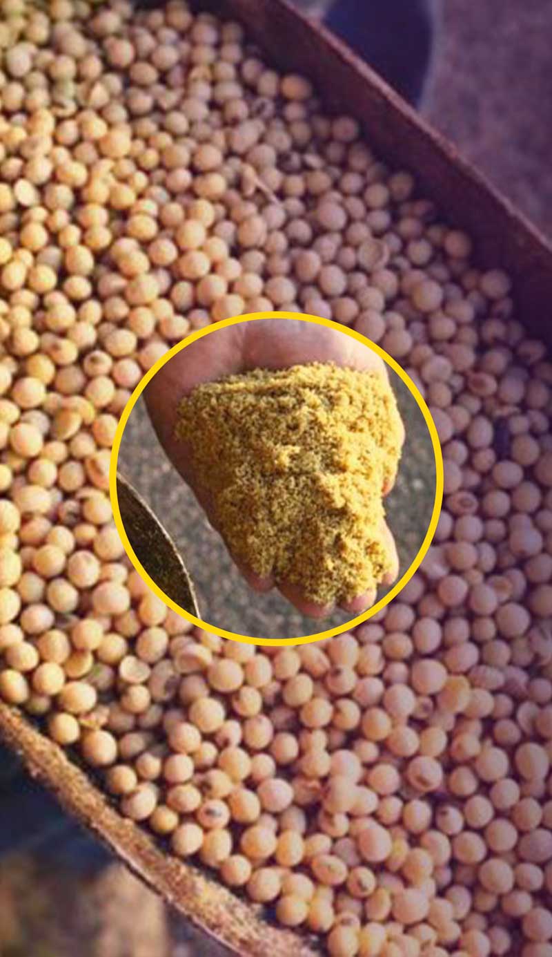 🥑 کنجاله سویا