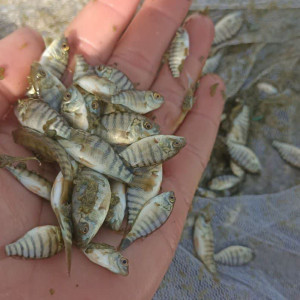 🐠 ۱۴۵- بچه ماهی تیلاپیا بلک (۵ گرم)